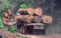 木材出口岁暮暴增14%！这些品类成大赢家！